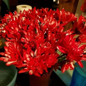 Meet your Posher, Rashell